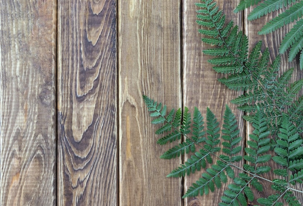 Dried fern on a wooden background