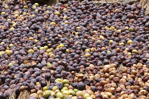 Dried figs. dried soft figs from morocco, taberrant