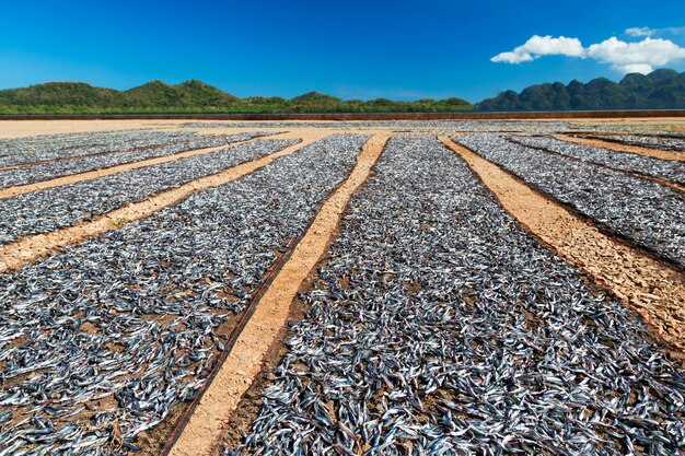 Dried fish