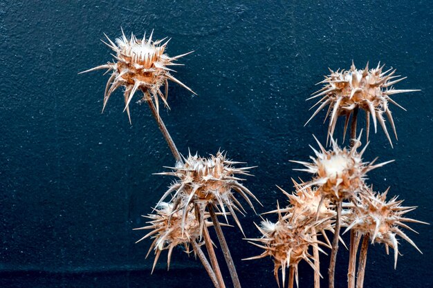 Dried Flower Background