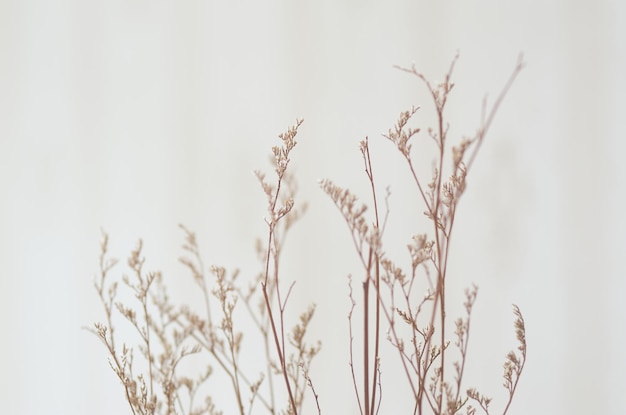 写真 手工芸用の乾燥した花