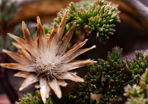 Dried flower and green succulents beautiful backround