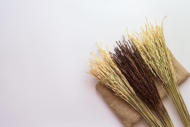 Dried flower on white background.