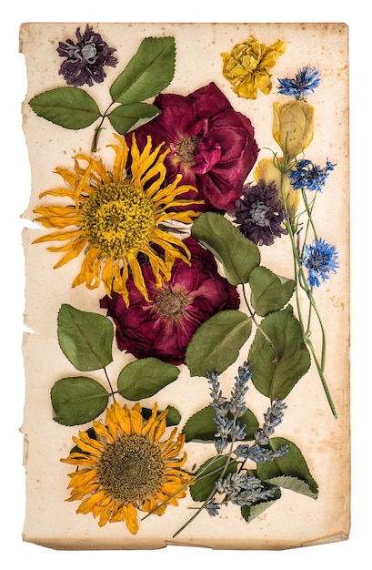 Photo dried flowers over aged paper sheet. nostalgic still life. herbarium of lavender, roses, sunflowers, cornflower