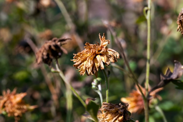 Dried flowers in the autumn season, a flowerbed with dry dying flowers in the autumn season