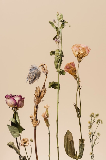 Dried flowers on a beige background