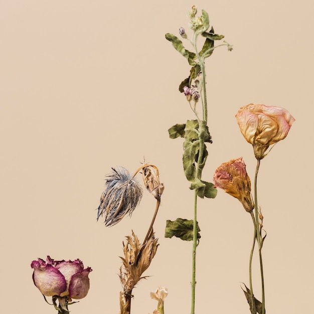 Dried flowers on a beige background