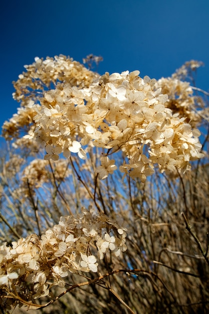 Dried flowers on deep blue sky in spring