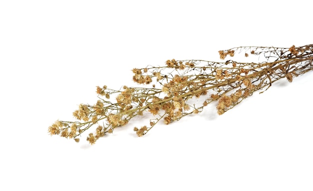 Dried flowers isolated white background