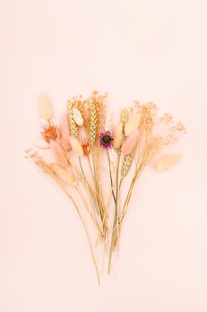 Dried flowers and spikelets on pink background