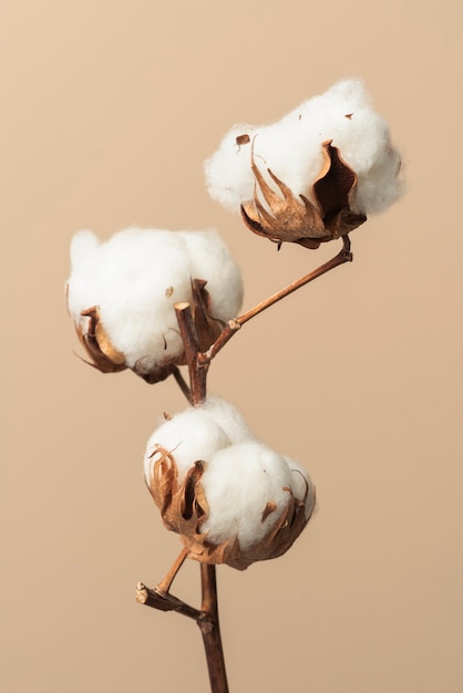 Dried fluffy cotton flower branch on a beige background