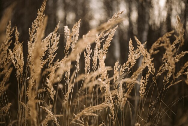Сушеная пушистая трава в солнечном свете размытым естественным фоном