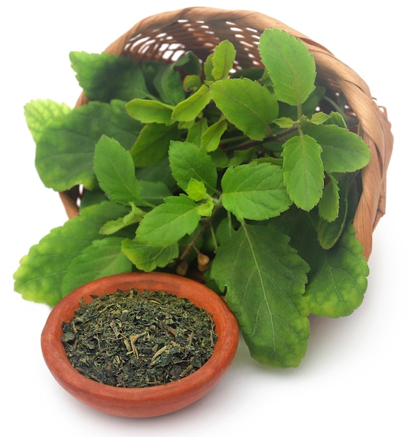 Dried and fresh medicinal tulsi leaves