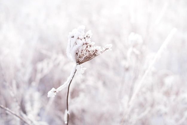 Dried frozen flower in frost and snow closeup