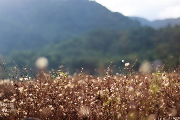 Dried grass brown color near the pond