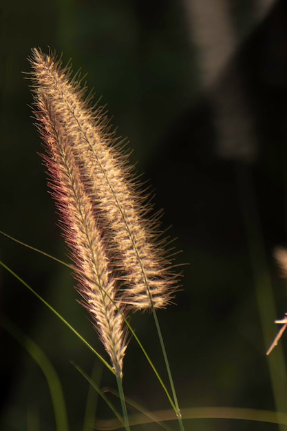 写真 乾いた草の花は夏に 弱い日光は夕方に