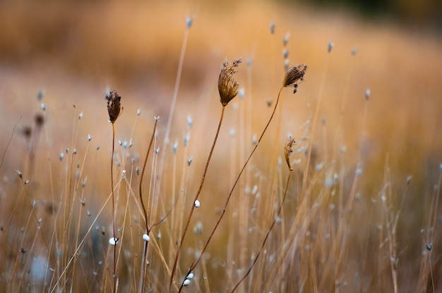 Dried grass grows in the field.