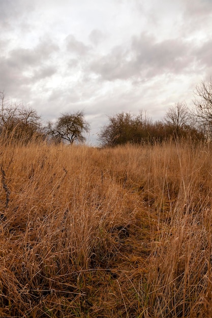 Dried grass