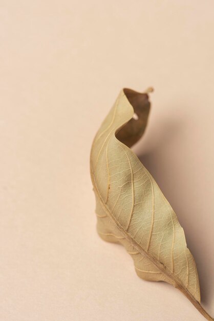 Dried green leaf on a dull orange background