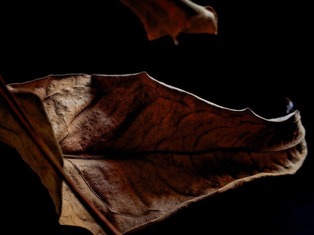 Photo dried guava leaves on black background makes a perfect decoration