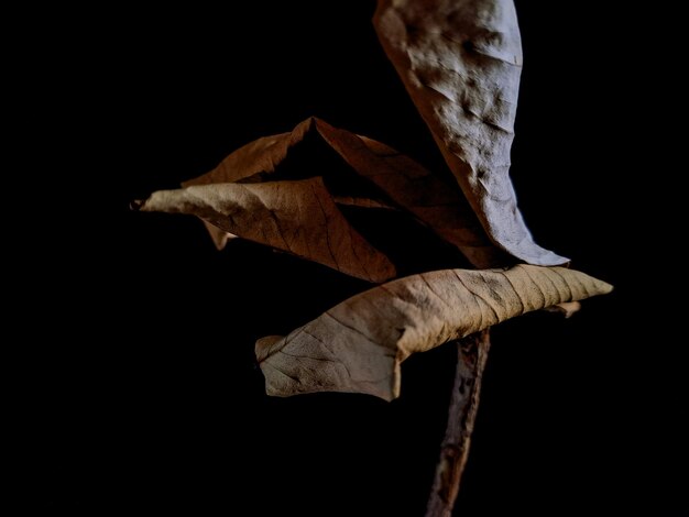 Photo dried guava leaves on black background makes a perfect decoration