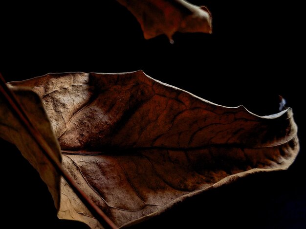 사진 검은 바탕 에 있는 건조 된 구아바 잎 은 완벽 한 장식품 이다