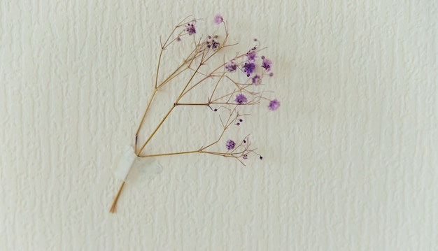 Photo dried gypsophila taped to a white wall floral background interior decoration