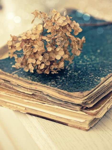 Dried hortensia on the vintage book