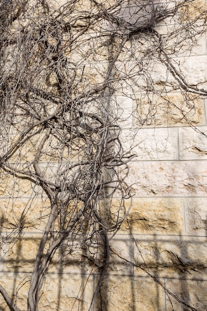 사진 예루살렘에 있는 오래된 수도원의 돌담을 덮고 있는 말린 아이비 가지