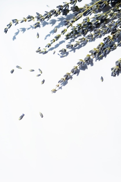 白の乾燥ラベンダーの花の束