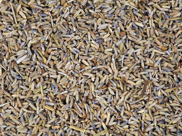 Dried lavender flowers as background