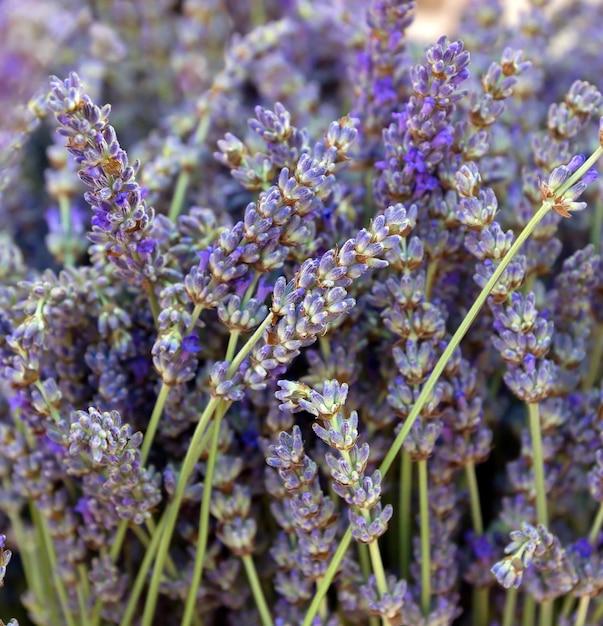 Dried lavender flowers