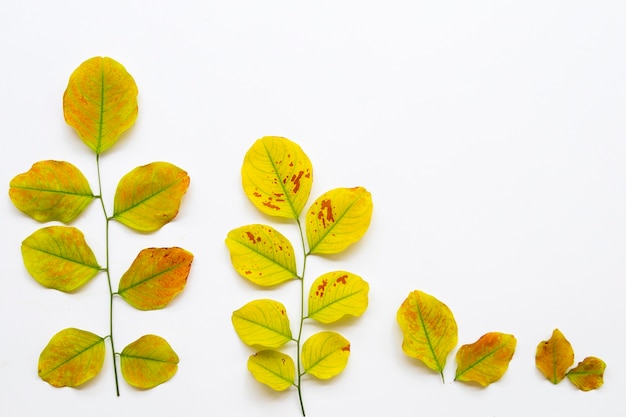 dried leaf arrangement on white