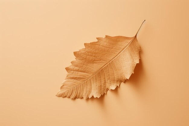 Dried leaf on a beige color background in the style of playful compositions