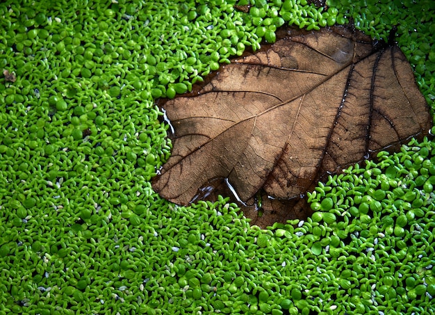 Dried leaf and duckweed