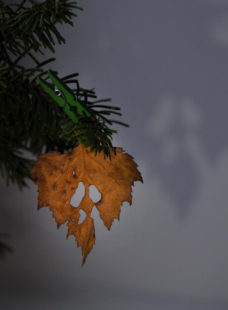 Dried leaf in the form of a scary face on a branch on a dark background