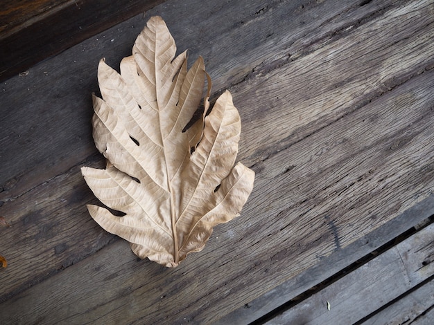 Dried leaf on the old wood floor
