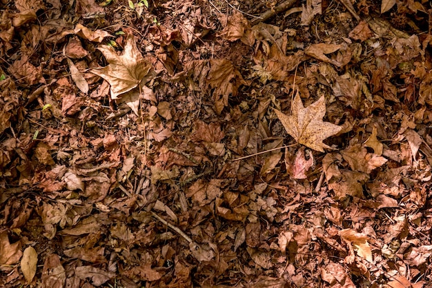 Dried leaf texture background fallen oak and platano leaves autumn texture