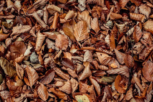 Photo dried leaves walking in the forest