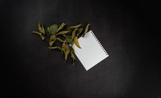写真 黒の背景に白いノートと乾燥した葉