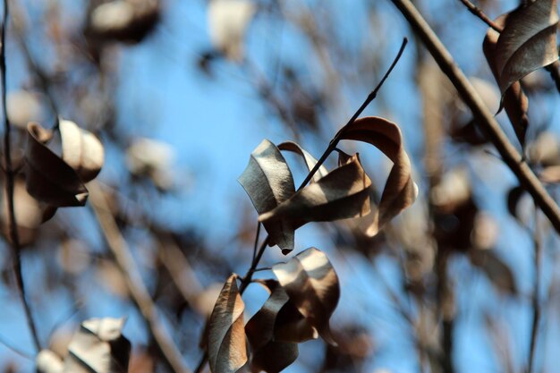 Dried leaves