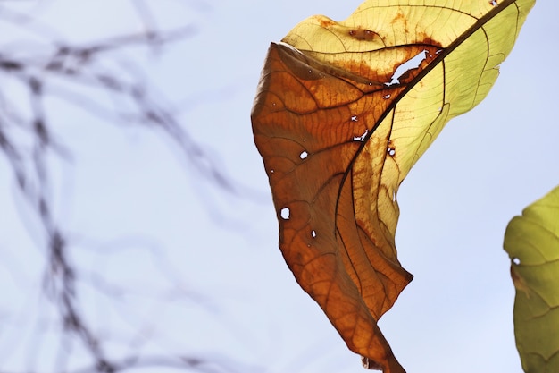 dried leaves