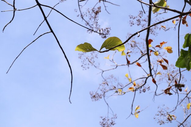 dried leaves