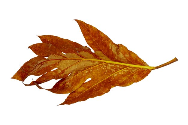 Dried leaves