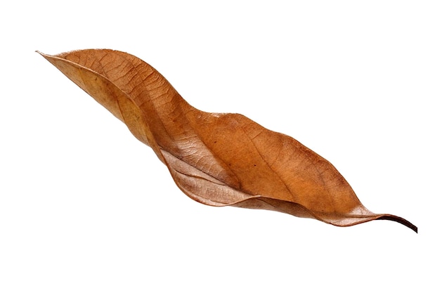 Dried leaves