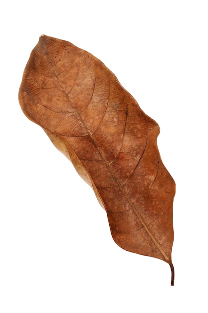 Dried leaves