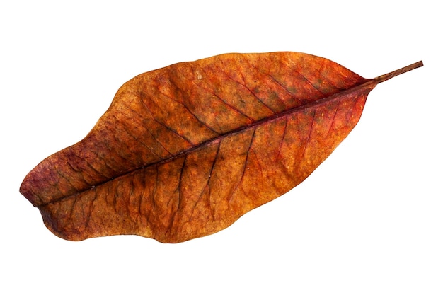 Dried leaves