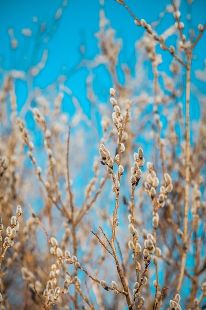 dried linden blossom