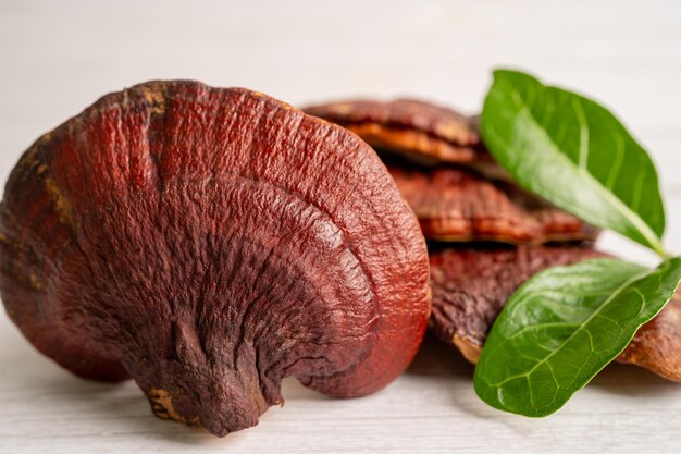 Dried lingzhi mushroom with capsule drug alternative medicine herbal organic herb