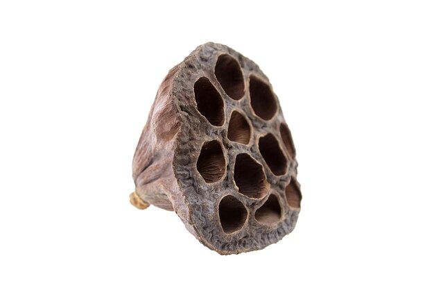 Dried lotus flower pod with empty holes isolated on white